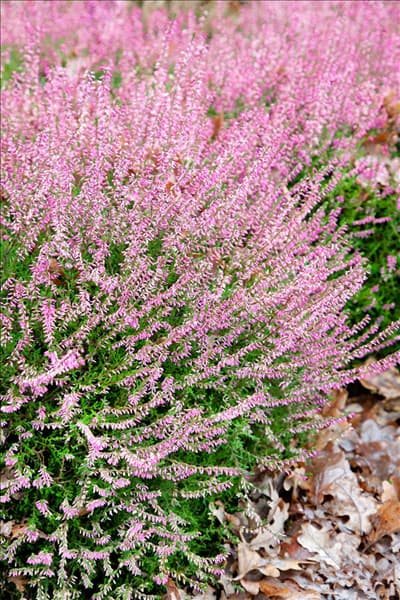 Calluna vulgaris Annegret