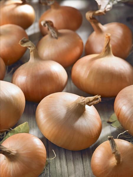 Allium cepa Stuttgarter Riesen