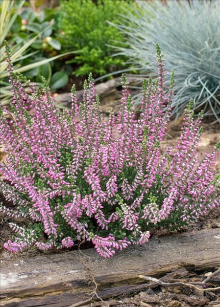 Calluna vulgaris Lena