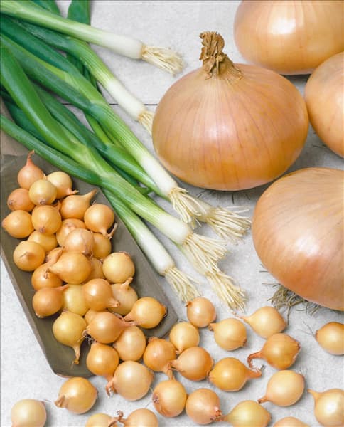 Zwiebel / Allium cepa Cepa Grp. Stuttgarter Riesen