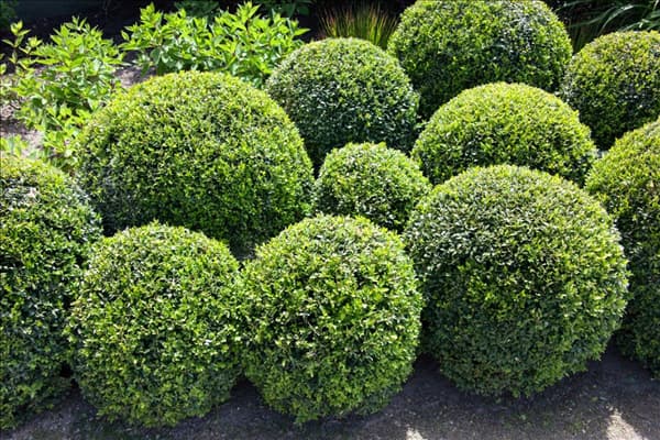 Buxus sempervirens