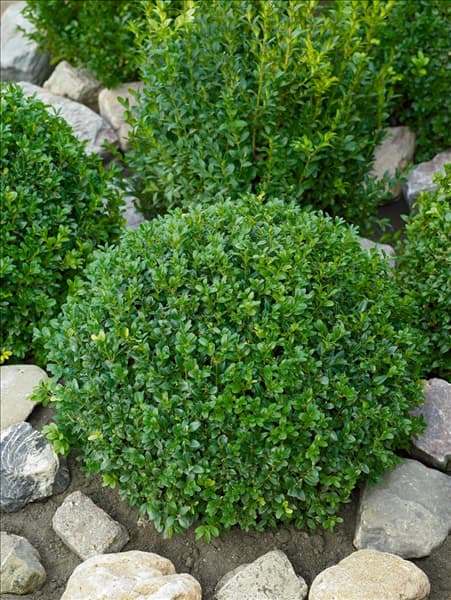 Buxus sempervirens