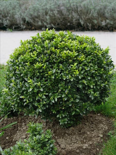 Buxus sempervirens