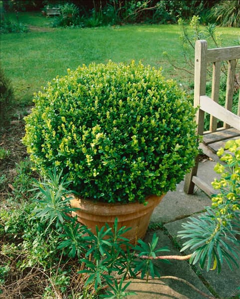 Buxus sempervirens