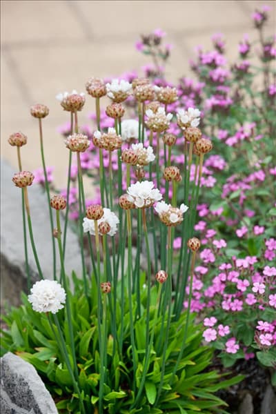 Armeria pseudarmeria Ballerina White