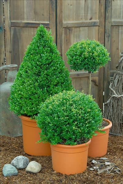 Buxus sempervirens Formschnitt im Topf