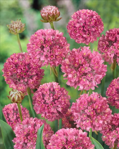 Armeria pseudarmeria Ballerina Pink