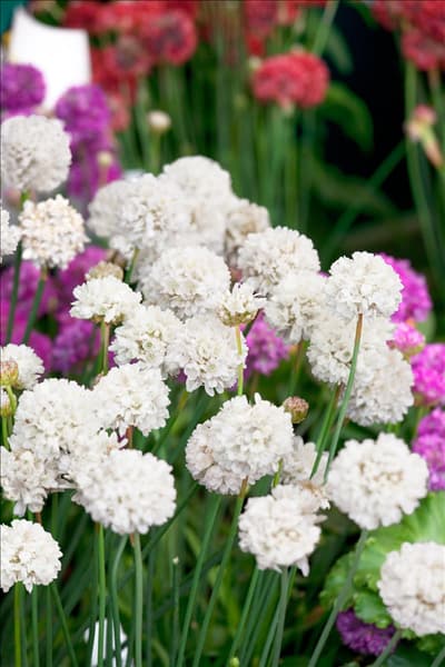 Armeria pseudarmeria Ballerina White