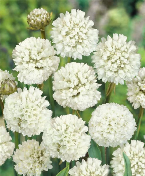 Armeria pseudarmeria Ballerina White