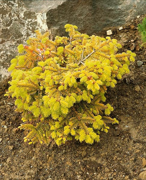 Abies nordmanniana Golden Spreader