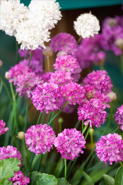 Armeria pseudarmeria Ballerina Lilac