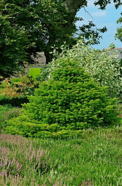 Abies nordmanniana Golden Spreader