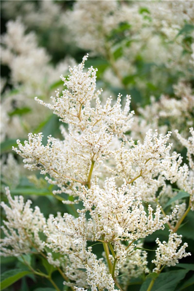 Aconogonon Johanniswolke