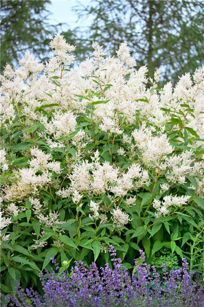 Aconogonon Johanniswolke