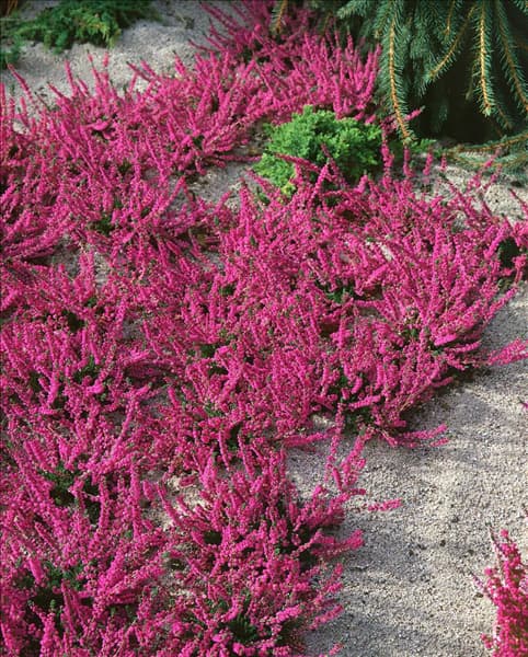 CALLUNA VULGARIS RED STAR