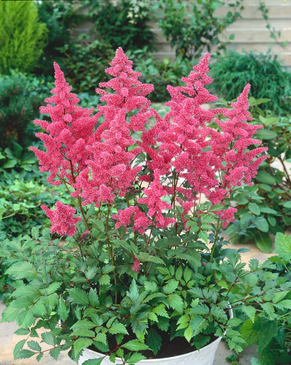 ASTILBE JAPONICA BREMEN