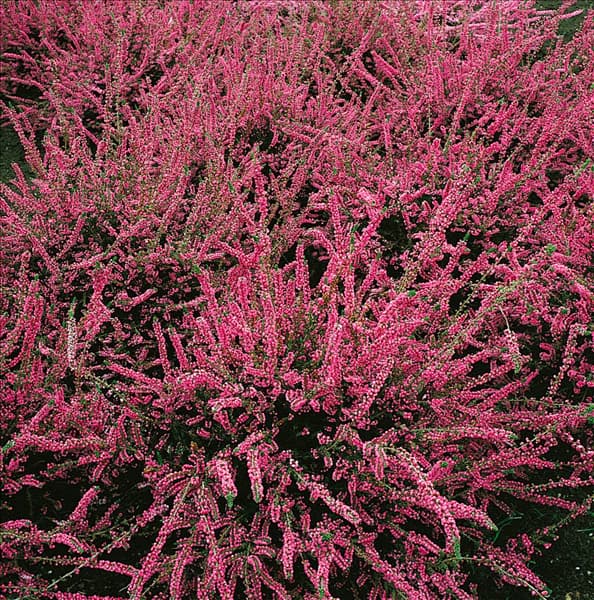 CALLUNA VULGARIS RED STAR