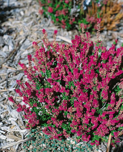 Calluna vulgaris Dark Star