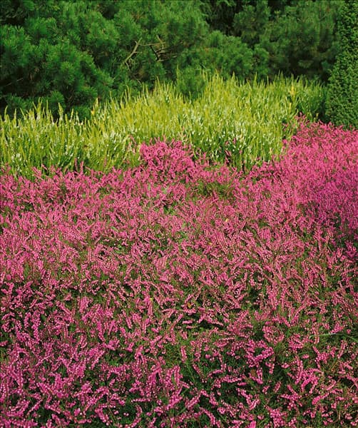 CALLUNA MRS. RONALD GRAY