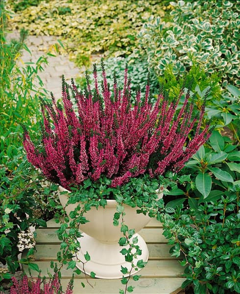 CALLUNA VULGARIS AMETHYST (R) / TOPF