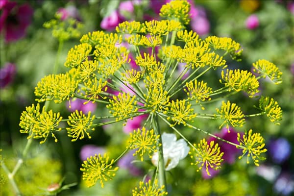 Anethum graveolens