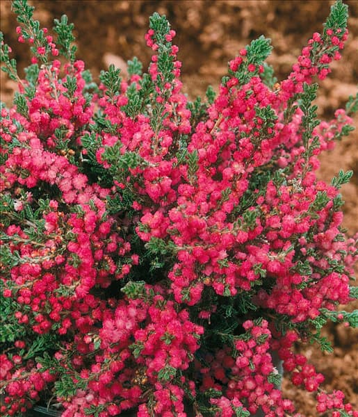 CALLUNA VULGARIS RED STAR