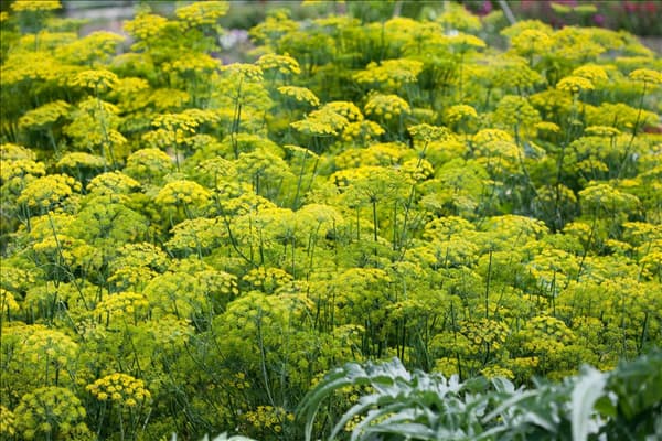 Anethum graveolens