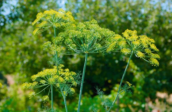 Anethum graveolens