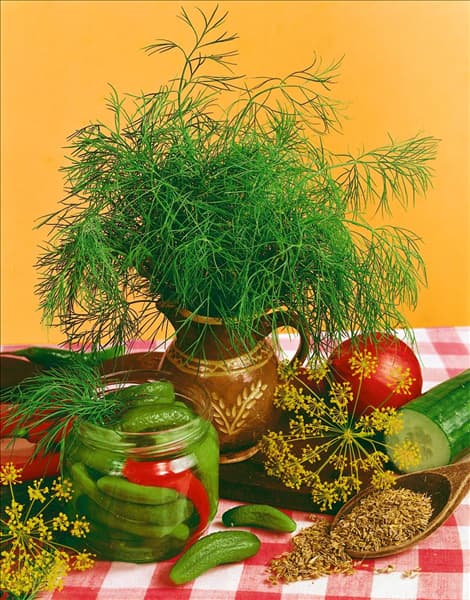 Anethum graveolens
