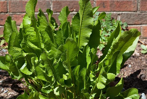 Armoracia rusticana