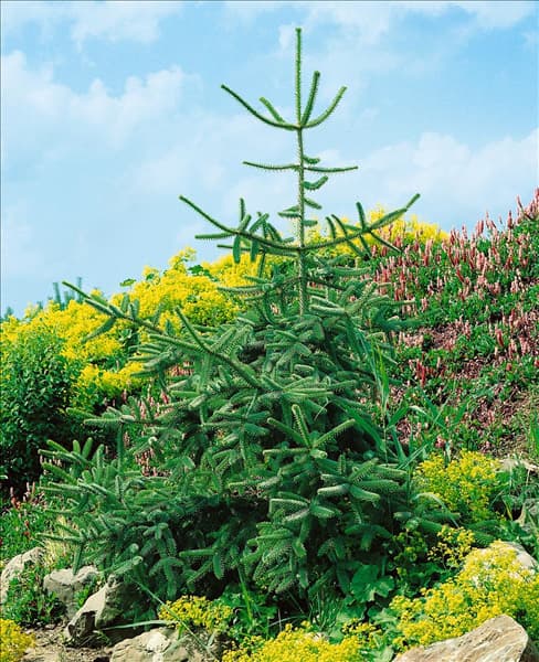 Abies pinsapo Kelleriis