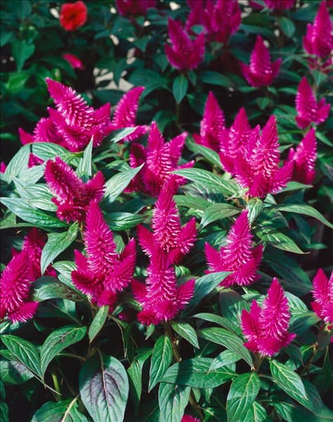 Celosia venezuela Caracas