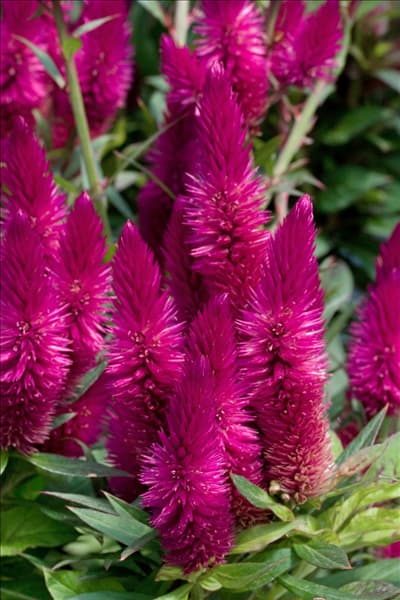 Celosia venezuela Dark Caracas