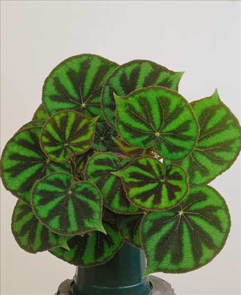 Begonia Bronze Beauty