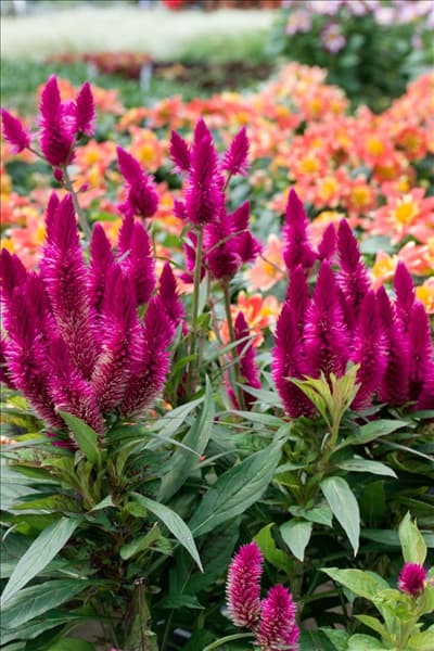 Celosia venezuela Dark Caracas