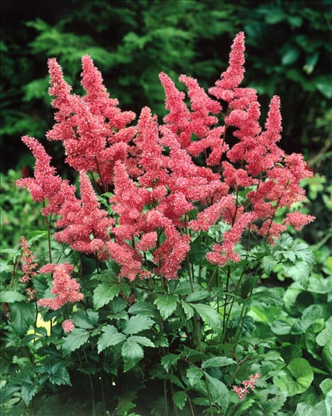 Astilbe japonica Rheinland