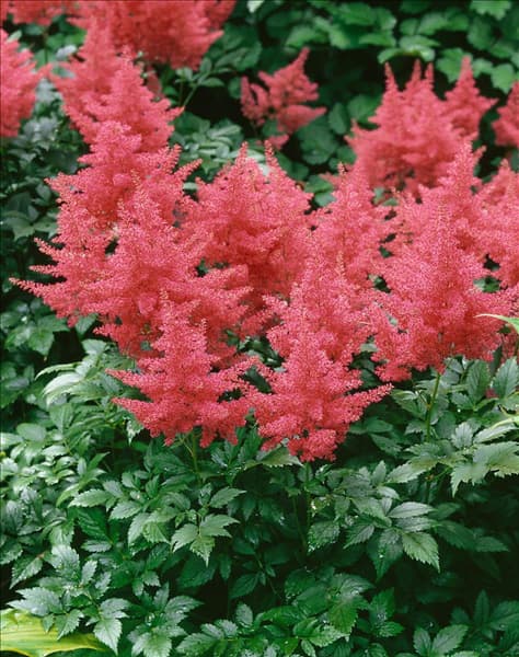 Astilbe japonica Rheinland