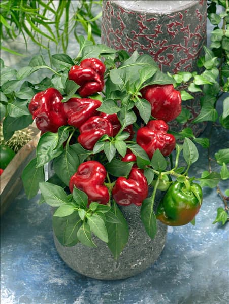 Capsicum annuum in pot