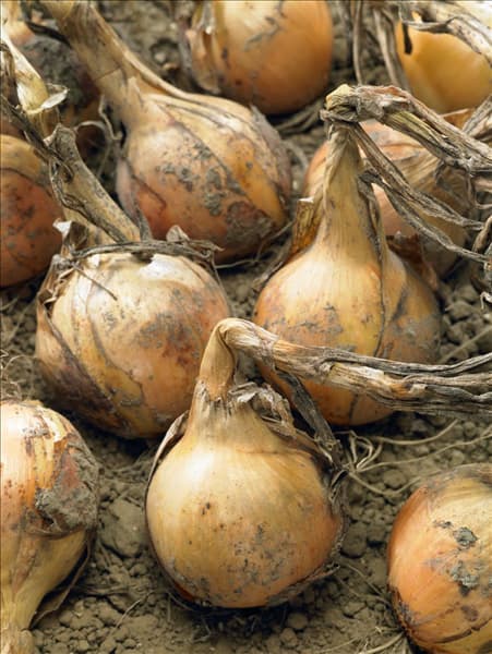 Allium cepa Cepa Grp. Willina