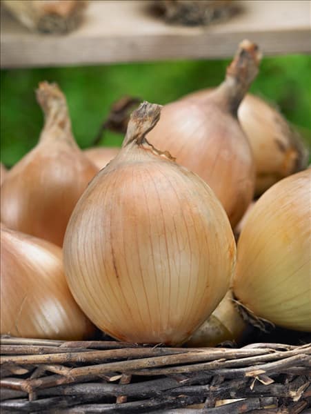 Allium cepa Exhibition