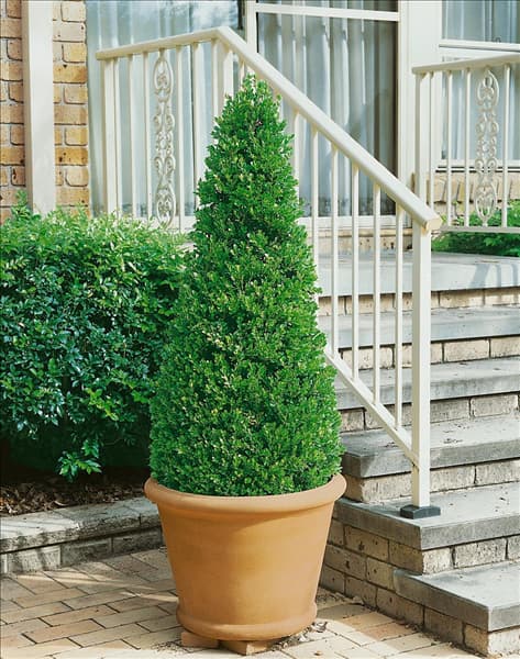 Buxus microphylla im Topf