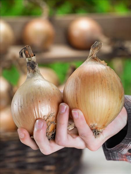 Allium cepa Exhibition in der Hand