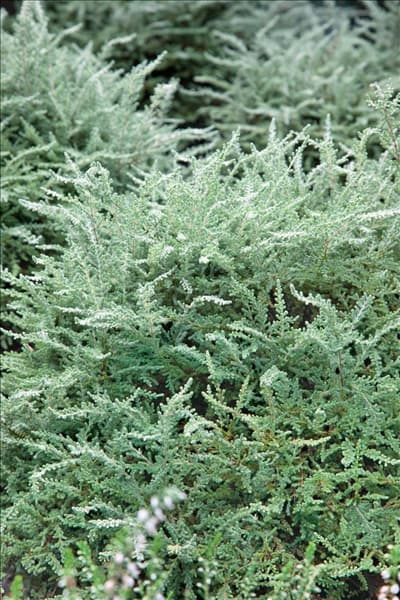 Calluna vulgaris Angela Wain