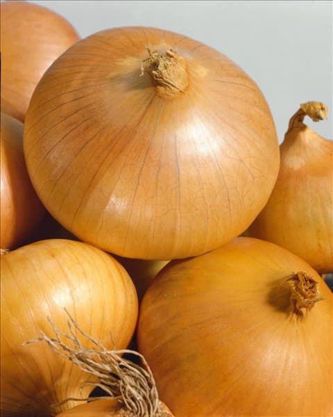 Allium cepa var. cepa Paglierina Prim