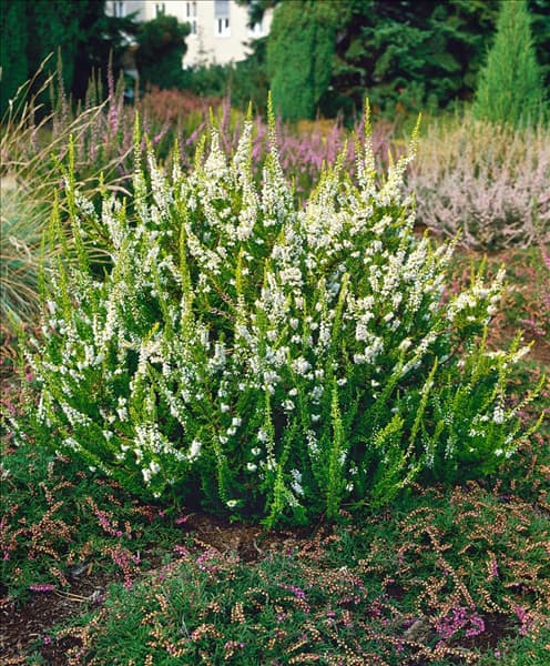 CALLUNA VULGARIS CHRISTINA
