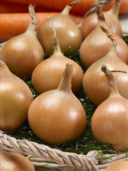 Allium cepa var. ascalonicum Vsetana