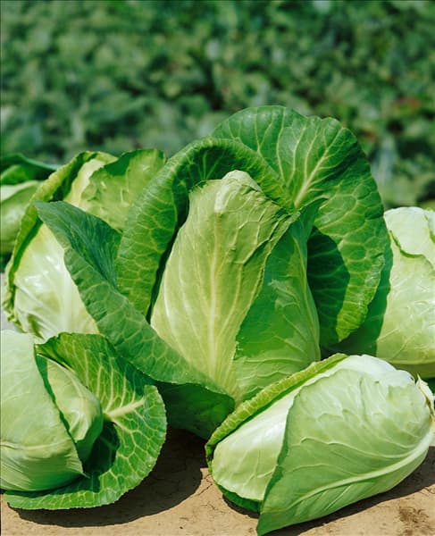 Brassica oleracea var. capitata f. alba Cocur de Boeuf