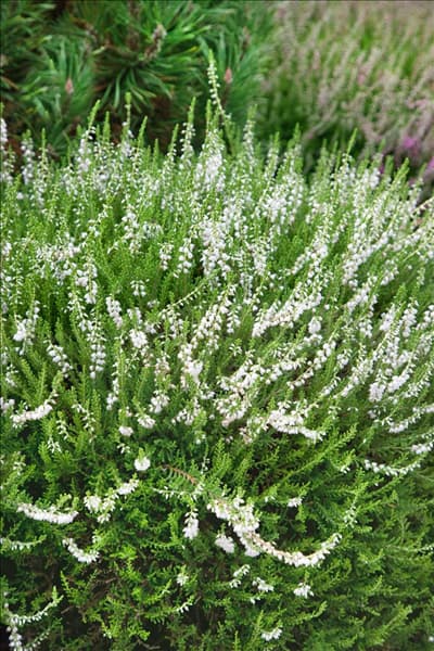 Calluna vulgaris Ben Nevis