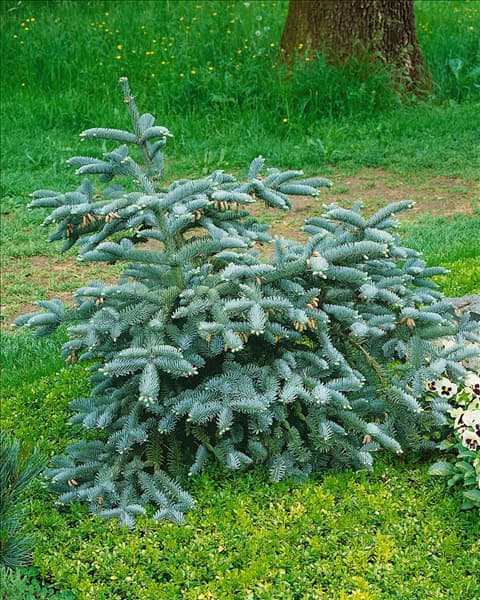 Abies procera (Abies nobilis) Glauca