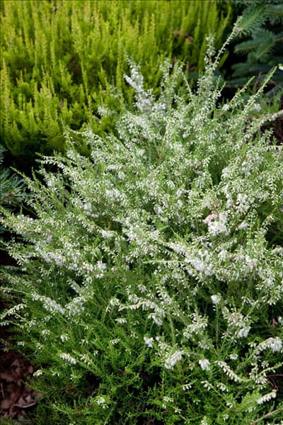 Calluna vulgaris August Beauty